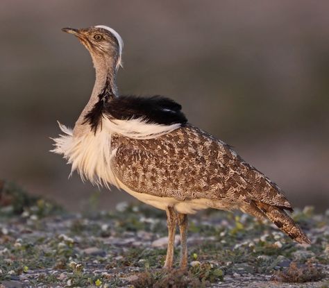 Houbara Bustard, Secretary Bird, Exotic Pet, Iphone Wallpaper Hipster, Baby Animals Funny, Bird Photo, Canary Islands, Playing Card, Animal Planet