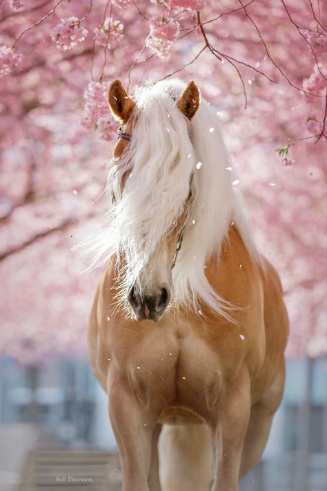 Haflinger Horse, Beautiful Horses Photography, Cute Horse Pictures, Beautiful Horse Pictures, Palomino Horse, Horse Inspiration, Horse Wallpaper, Horse Artwork, Horse Aesthetic