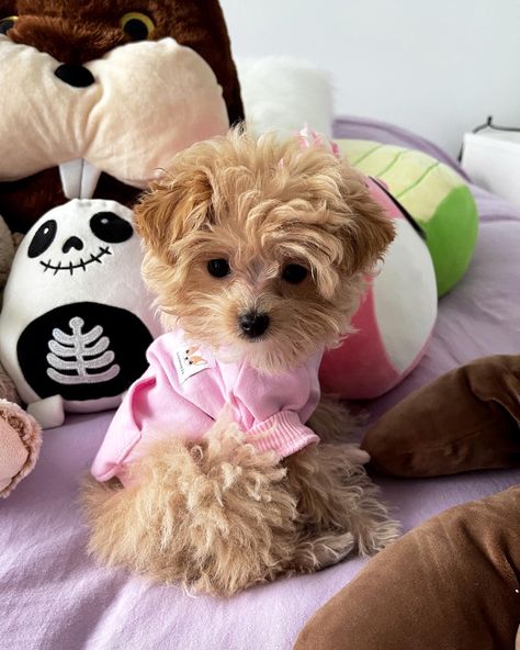 Cute teacup maltipoo in a pink hoodie. She is a puppy Maltipoo. Teacup Maltipoo Puppy, Cute Maltipoo, Teacup Maltipoo, Teacup Puppy, Teacup Dog, Maltipoo Dog, Cute Fluffy Dogs, Puppy Mom, Very Cute Puppies