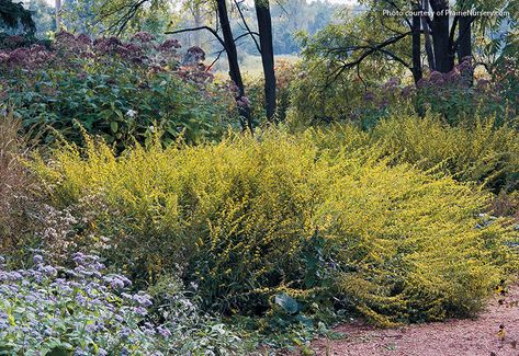 How to design with goldenrod: Goldenrod is a prolific native that will add life to your landscape. Design with goldenrod and make your garden explode with fall beauty. Goldenrod Garden, Shade Landscape, Plants To Attract Hummingbirds, Joe Pye, Wichita Mountains, Shade Garden Design, Endangered Plants, Small Yellow Flowers, Cardinal Flower