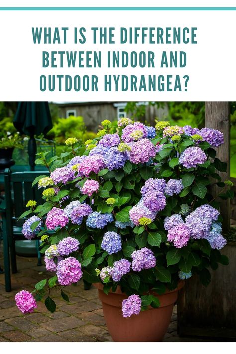 difference between indoor and outdoor hydrangea Indoor Hydrangea, Hydrangea Indoor, Hydrangea Potted, Growing Hydrangeas, Water Enhancer, Planting Hydrangeas, Soil Layers, Plant Protection, Peat Moss