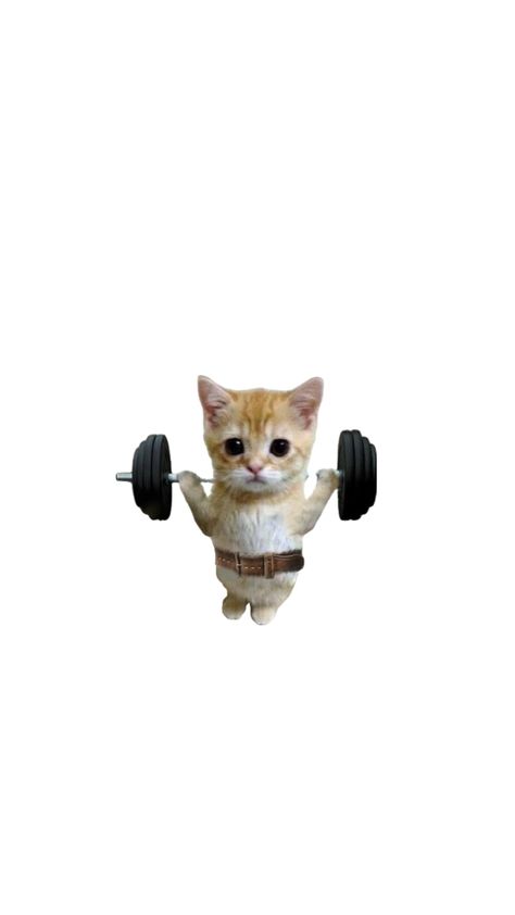 Cat Gym, Cat Meme, Gym Memes, Gym Humor, Gym Rat, Mood Pics, Cat Memes, Surfing, Cute Animals