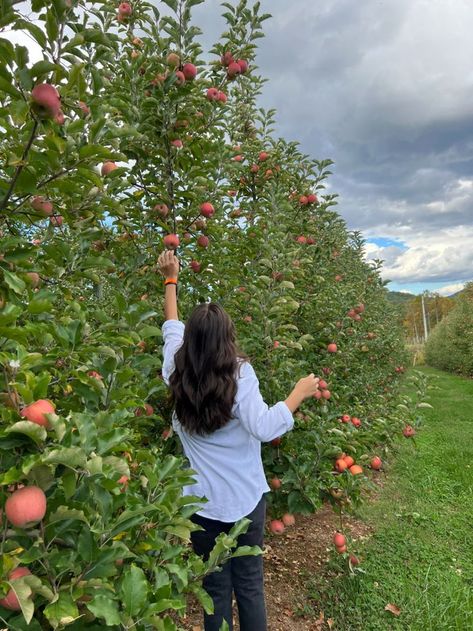 Apple Picking Aesthetic Fall, Apple Orchard Pictures, Apple Picking Photos, Apple Orchard Fall, Pumpkin Pictures, Fall Mood Board, Fun Fall Activities, New England Fall, Fall Apples