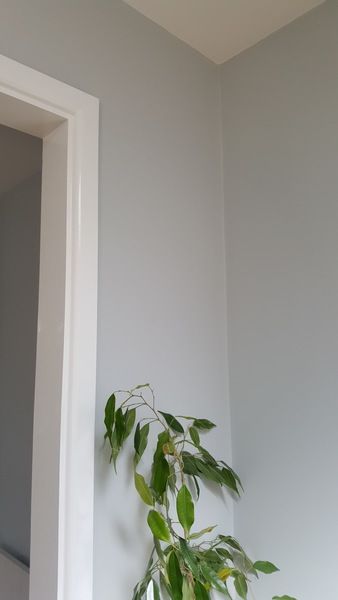 Found a nice grey and I love white gloss | Mumsnet Discussion Grey Hallway Paint, Dulux Paint Colours Grey, Dulux Polished Pebble, Painted Living Room, Hallway Colour Schemes, Grey Paint Living Room, Dulux Paint Colours, Grey Hallway, Hallway Paint