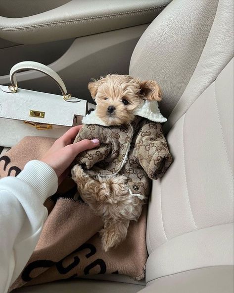 Grateful Aesthetic, Maltipoo Dog, Cute Small Dogs, Puppy Mom, Dog Mommy, Cute Animals Puppies, Very Cute Dogs, Really Cute Dogs, Aesthetic Lifestyle