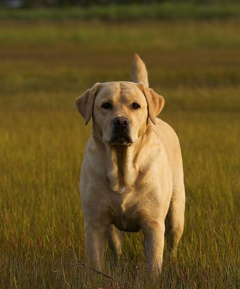 Labrador Retriever, Labrador Retriever puppies, Labrador Retriever fun facts, Labrador Retriever breed information, Labrador Retriever facts Yellow Labs Dogs, Yellow Lab Aesthetic, American Labrador, Dog Pond, English Labrador, Golden Retriever Baby, Yellow Labs, Yellow Labrador Retriever, Lab Dogs