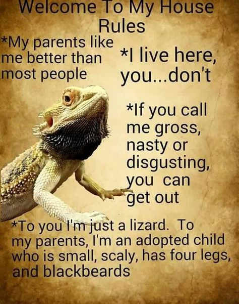 True i love my dragons and if u dont like it then nice knowing u Breaded Dragon, Cute Bearded Dragon, Dragon Facts, Bearded Dragon Diy, Bearded Dragon Funny, Bearded Dragon Enclosure, Bearded Dragon Terrarium, Bearded Dragon Cage, Dragon Funny