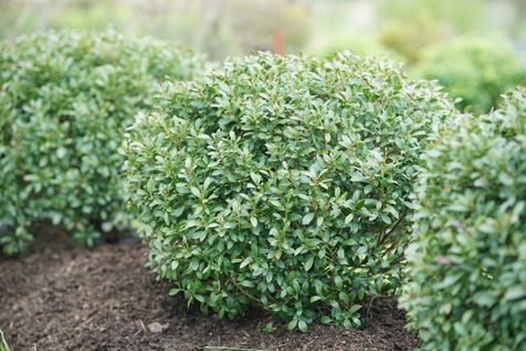 Boxwood Alternatives for Your Fall Planting – Garden & Gun Inkberry Holly, Deer Resistant Shrubs, Holly Shrub, Box Wood Shrub, Broadleaf Evergreen, Foundation Planting, Crazy In Love, Garden Shrubs, White Plants