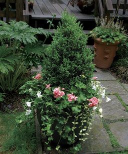 10 Plants for Year-round Containers - Fine Gardening Article - ideas for filling out backyard deck Boxwood Planters, Evergreen Container, Door Planters, Green Mountain Boxwood, Plants With Pink Flowers, Front Door Planters, Winter Plants, Garden Shrubs, Fine Gardening