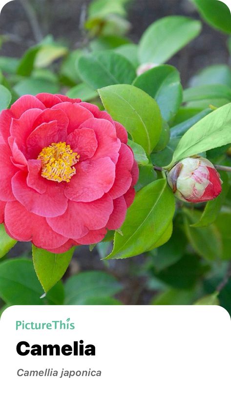 Explora el maravilloso mundo de la naturaleza y añade Camelia a tu colección con la app inteligente de identificación de plantas: ¡PictureThis! Camelia Japonica, Camellia Japonica