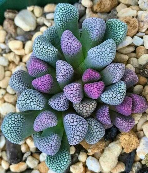 Get some rare succulents Types Of Succulents Plants, Kaktus Dan Sukulen, Succulent Garden Design, Weird Plants, Succulent Garden Diy, Types Of Succulents, Colorful Succulents, Succulent Gardening, Unusual Plants