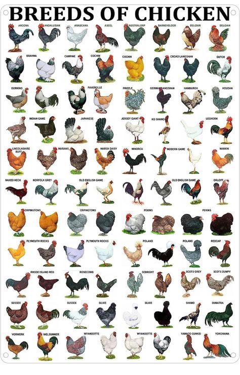 Types Of Chickens Breeds, Chicken Types, Animals Name In English, Animal Infographic, Breeds Of Cows, Rooster Breeds, Electronics Projects For Beginners, Pig Breeds, Raising Farm Animals