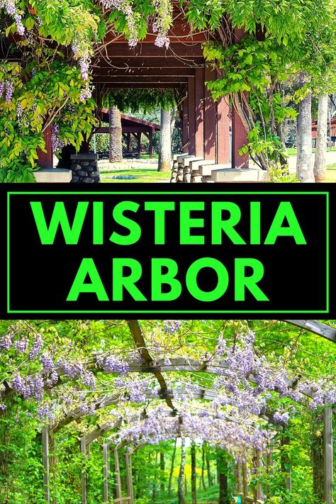 Wisteria Arbor Ideas Wisteria Trellis, Wisteria Arbor, Arbor Ideas, Wisteria Pergola, Wisteria Garden, Gardening Gear, Garden Arbor, She Sheds, Wisteria