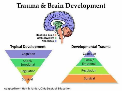 The impact of trauma on brain development. Trauma increases the focus on survival and decreases the development of learning and cognitive skills. Adverse Childhood Experiences, Emdr Therapy, Broken Wings, Mental Health Counseling, Brain Science, Counseling Resources, School Psychology, Brain Development, Emotional Regulation