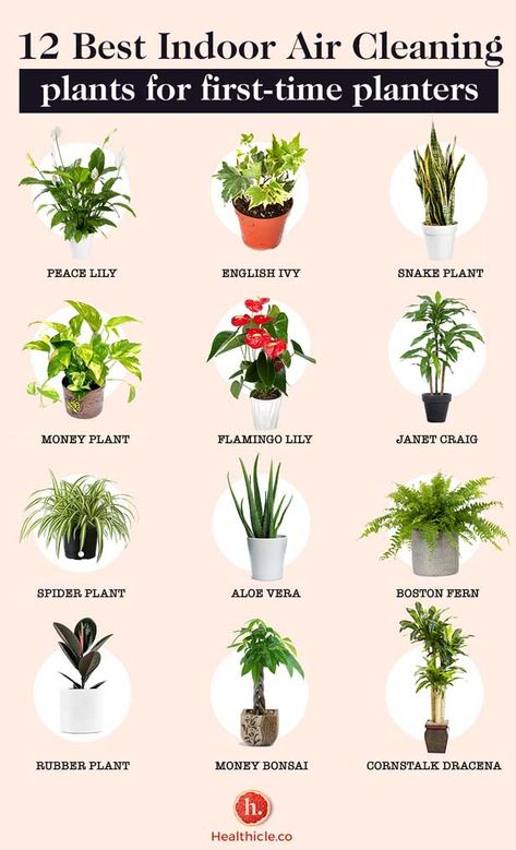 12 Indoor Air Cleaning Plants for First-Time Plant Parent Indore Plants, Low Maintenance Indoor Plants, Easy Indoor Plants, Air Cleaning Plants, Dracaena Plant, Air Purifying House Plants, Inside Plants, Indoor Plant Care, Best Indoor Plants