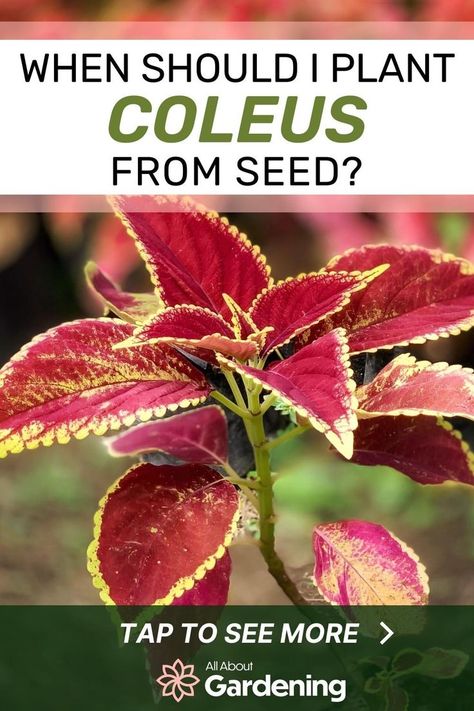 Are you thinking of planting some coleus by seed this season but aren't sure when to start planting? Find out what you need to know before you get started, here in this guide! When To Plant Seeds, Coleus Seeds, Coleus Plants, Gardening Indoors, When To Plant, Mother Plant, Seed Starting, Potting Soil, Grow Lights