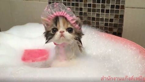 We’ve got your daily dose of cuteness right here! And this one is super adorable! This little kitten is taking a bath. And it’s not just an ordinary bath–it’s a relaxing bubble bath! This cute little baby is even wearing a … Cat Fails, Cat And Dog Videos, Cute Kitten Gif, Baby Cat, Funny Cats And Dogs, Cute Cat Gif, Little Kittens, Funny Cat Memes, Funny Cat Pictures