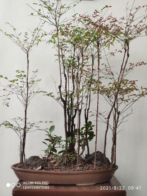 Nandina domestics Wabi Sabi Plants, Bonsai Bench, Bamboo Bonsai, Nandina Plant, Bonsai Landscape, Nandina Domestica, Living Art, Bonsai Plants, Botanic Garden