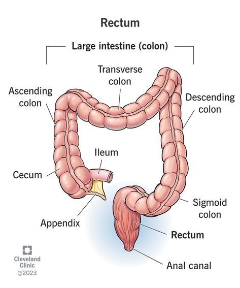 Rectum Rectal Prolapse, Sigmoid Colon, Pelvic Organ Prolapse, Prevent Constipation, Health Guidelines, Medical Tests, Cleveland Clinic, Large Intestine, Anatomy