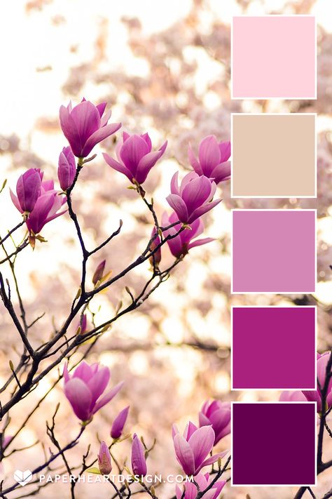 Photo of magnolia blooming in spring with a color palette overlay in shades of pink and tan by Paper Heart Design Red And Gold Palette Colour Schemes, Pink Color Palette Combination, Summer Floral Color Palette, Brand Kit Color Palette, Color Contrast Combination, Branding Color Palette Colour Schemes, Pink Color Combos, Valentine Color Palette, Contrast Colour Combination