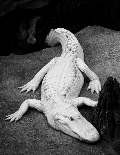 \\\ albino alligator \\\ Crocodile Aesthetic Dark, Crocodile Black And White, Albino Crocodile, Tiger Aesthetic, Lost Best Friend, Melanistic Animals, Black And White Animals, White Alligator, White Animals