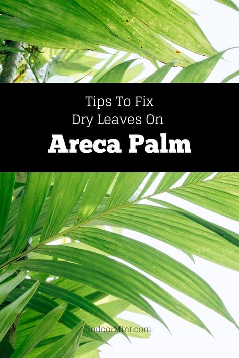 Why does your Areca Palm have dry leaves? Want to know more about it? Check out this guide for reasons and solutions. FAQs included! Areca Palm Indoor, Dry Leaves, Parlor Palm, Holistic Diet, Areca Palm, Indoor Plant Care, Palm Plant, Dry Leaf, Palm Leaves