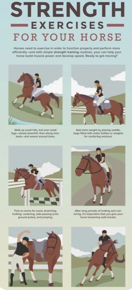 Horse Muscle Building Exercise, Horse Riding Tips English, Equestrian Workout, Mental Toughness Training, Horse Massage, Exercise Plans, Learn Hangul, Riding Tips, Horse Exercises