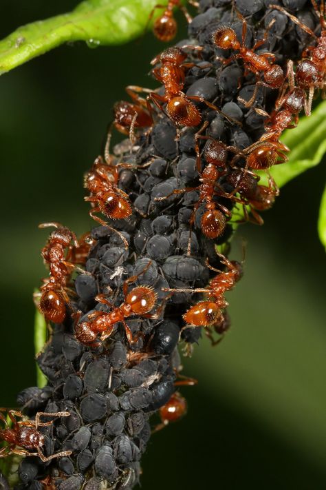 Red ants farming aphids Bug Photography, Insects Art, Red Ant, Ant Farms, Earthy Aesthetic, Love Background Images, Beautiful Bugs, Insect Art, Crustaceans