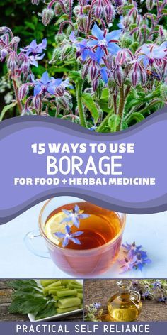 Herb Medicine, Homemade Body Care, Wild Food Foraging, Medicinal Herbs Garden, Edible Wild Plants, Magia Das Ervas, Herbal Recipes, Herbal Apothecary, Natural Healing Remedies