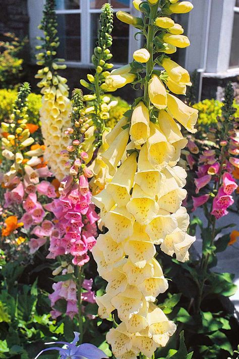 Foxglove and Yellow Foxglove (Digitalis spp. and Digitalis grandiflora) are two examples of biennial flowers, those that bloom in their second year. Their towering spikes of flute-shaped flowers with dark pollen-bearing stamens provide exceptional color in flower beds, borders, and other plantings. Copyright ©2004 by Dolezal & Associates. All Rights Reserved. grownbyyou.com Digitalis Grandiflora, Yellow Foxglove, Front Yard Tree Landscaping, How To Plant Flowers, 2025 Planning, Foxglove Plant, Foxglove Flower, Fox Glove, Shade Loving Flowers