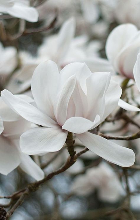 Stunning white flower Most Popular Flowers, White Gardens, Magnolia Flower, Flowers Nature, Beautiful Blooms, Love Flowers, Pretty Flowers, A Tree, Mother Nature