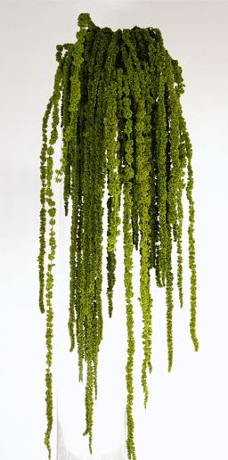 hanging amaranthus Green Hanging Amaranthus, Hanging Amaranthus, Botanical Theme, Flora Fauna, Language Of Flowers, Flower Arranging, Amaranth, Floral Style, Dream Garden