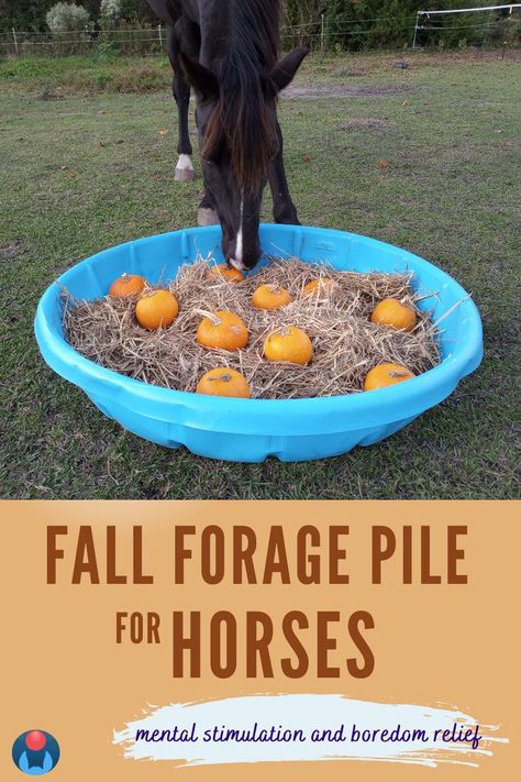 A black horse places nose into an equine enrichment item made from a blue kiddie pool full of pumpkins and straw with treats hidden underneath. Orange text on orange background beneath reads: Fall Forage Pile for Horses Mental Stimulation and Boredom Relief. Blue and red Enriching Equines logo in lower left corner. Horse Enrichment, Diy Horse Toys, Toys For Horses, Horse Ownership, Horse Farm Ideas, Horse Paddock, Horse Food, Horse Fencing, Horse Care Tips