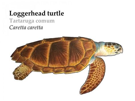 Loggerhead Sea Turtle | Azores Whale Watching TERRA AZUL™ Loggerhead Sea Turtle Drawing, Bio Project, Sea Turtle Nest, Sea Turtle Drawing, Creature Reference, Loggerhead Turtle, Loggerhead Sea Turtle, Turtle Sculpture, Turtle Drawing