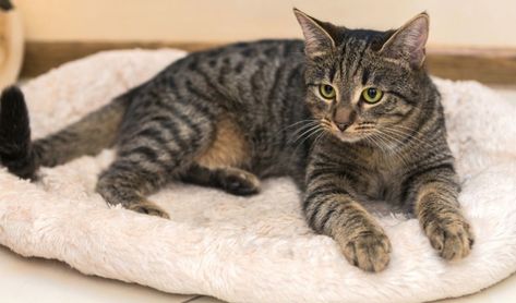 What is a Mackerel Tabby Cat?  Five Things You Didn’t Know Cats Brown, Brown Tabby Cat, Brown Tabby, Tabby Cats, Tabby Kitten, Ragdoll Kitten, Striped Cat, Owning A Cat, Brown Cat