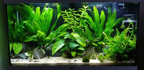 Java Fern, Nitrogen Cycle, Question To Ask, Shrimp Tank, Planted Tank, Sand And Gravel, Aquascaping, Planted Aquarium, Garden Soil