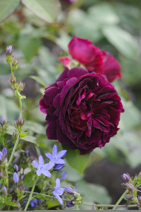 One of David Austin's Top 10 Most Fragrant English Roses: Munstead Wood with a strong old rose scent highlighted by warm, fruity notes of blackberry, blueberry and damson, this classic is what Robert Calkin describes as, “a real red-rose fragrance”. (English Rose ‘Munstead Wood’ – Repeat-flowering, large shallowly cupped rose in deep velvety crimson, USDA zones 5-9) Gardening Table, Munstead Wood, Deadheading Roses, Rosen Beet, David Austin Rose, Rose Belle, Austin Rose, Fragrant Roses, Rose Care