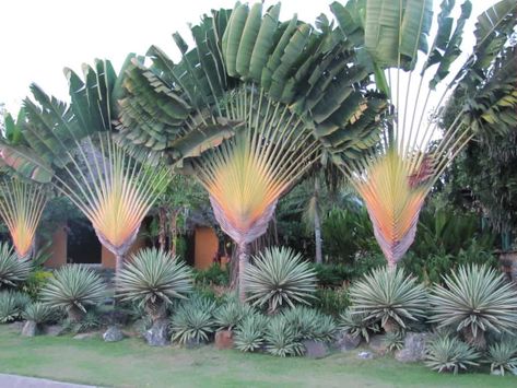 This is the front of the garden from Kenya. Ravenala Madagascariensis, Florida Nursery, Sago Palm Tree, Palm Tree Flowers, Travellers Palm, Bird Of Paradise Plant, Paradise Plant, Unusual Plants, Tree Seeds