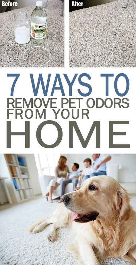 Odor Eliminator House, Odor Eliminator Diy, Pet Odor Remover, Pet Odor Eliminator, Pet Smell, Dog Smells, Dog Odor, Pet Urine, Pet Cleaning