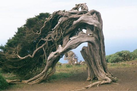 The Krumholtz tree. Winds caused it to grow in this way Boom Kunst, Weird Trees, Juniper Tree, Socotra, Magical Tree, Old Tree, Old Trees, Ancient Tree, Unique Trees