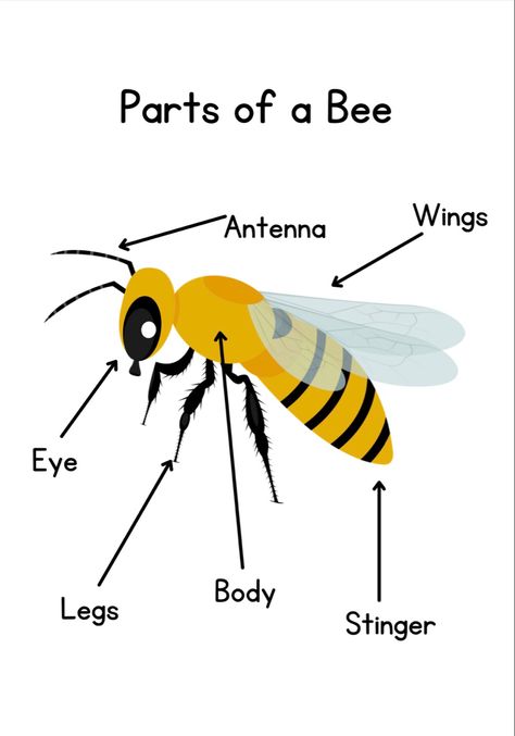 This is a Bee Preschool Unit. 7 pages total. Life Cycle of a Bee, Anatomy of a Bee, tracing the Letter B, and Matching game included. For ages 3-5. Activities About Bees For Preschool, Bee Activities For Preschoolers, Bumble Bee Preschool Craft, Insect Preschool Theme, Bees For Preschool, Bees Activities, Bee Theme Activities Preschool, Bee Craft Kindergarten, Preschool Bees