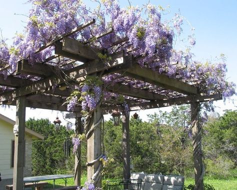 Wisteria On Pergola, Pergola With Flowers, Flower Pergola, Wisteria Trellis Pergolas, Wisteria Archway, Plant Archway, Wisteria Ideas, Pergola With Wisteria And Lights, Wisteria Arbour