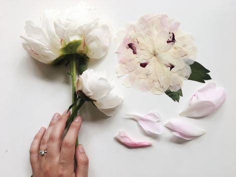 Fresh& pressed preserved peony. Insta: @framedflorals framedflorals.com Preserved Wedding Flowers. NYC // Brooklyn // Mahattan // Catskills // Long Island // New York // Wedding flower inspiration. Floral Preservation. Flower preservation. Pressed peony. Preserved peony. Pressed Peony Flower, How To Press Peonies, Pressed Peonies, Preserved Wedding Flowers, Frames Flowers, Preserve Flowers, Flower Pressing, Pressed Flower Crafts, Floral Preservation