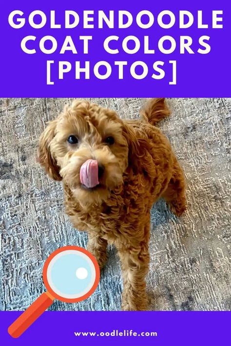 What Color Are Goldendoodles (with Photos) Coat Color Guide - Oodle Life Brown Goldendoodle, Apricot Goldendoodle, Chocolate Goldendoodle, White Goldendoodle, Dog Goals, Coat Types, Dog Crossbreeds, Puppy Coats, Mini Goldendoodle