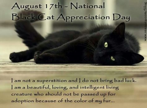 National Black Cat Day, Black Cat Day, Black Cat Appreciation Day, A Black Cat, Zulu, Black Cats, Crazy Cat Lady, Beautiful Cats, Crazy Cats