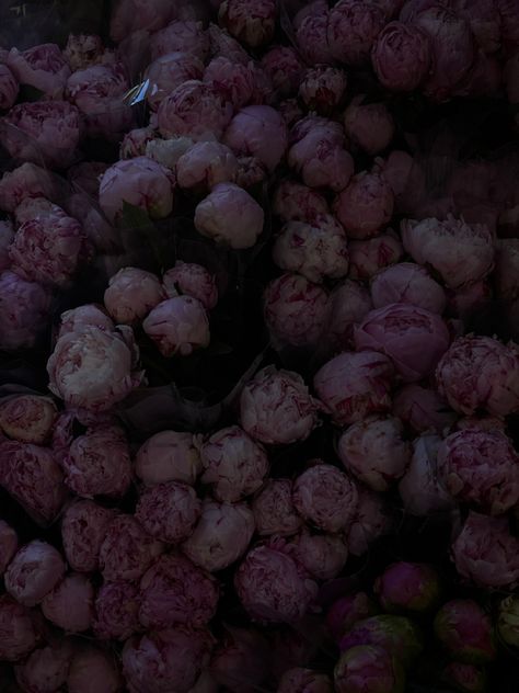 Peonies Dark Aesthetic, Sweet Dark Aesthetic, Lexcore Aesthetic, Peony Flower Aesthetic, Flowers Dark Aesthetic, Lex Core, Dark Peonies, Peonies Aesthetic, Dark Peony