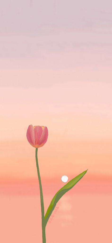 Tulips Wallpaper Painting, Tulips Art Painting Wallpaper, Cute Peach Wallpaper Iphone, Phone Wallpaper Tulips, Tulips Anime, Peach Flower Wallpaper, Cute Tulips Wallpaper, Peach Lockscreen, Peach Wallpaper Iphone