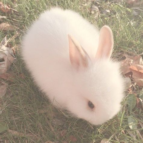 Cute Bunny Pictures, Söt Katt, Haiwan Lucu, Bunny Pictures, Pet Bunny, Haiwan Peliharaan, Fluffy Animals