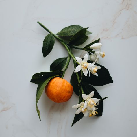 Flower Reference, Leaves Photography, Food Flowers, Food Tattoos, Natural Form Art, Life Drawing Reference, Orange Plant, Fruit Photography, Holiday Flower