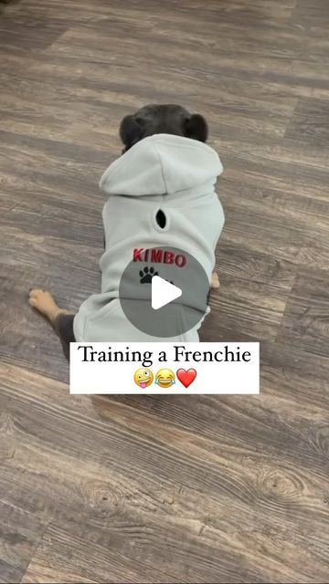 93K views · 10K likes | Frenchie G.O.A.T. on Instagram: "It’s really not that hard. 🤪❤️ #thefrenchiegoat #frenchie #frenchbulldog #dogs #dogsofinstagram #pets #petsofinstagram #animals #comedy #humor #funny" Funny Frenchie Videos, Frenchie Funny, Funny French Bulldogs, French Bulldog Quotes, Funny Frenchies, Frenchie Pug, Morning Memes, Frenchie Dog, French Bulldog Funny